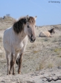 Konik Horses 0410